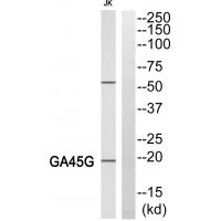 Anti-LEG4 Antibody