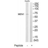 Anti-MEN1 Antibody