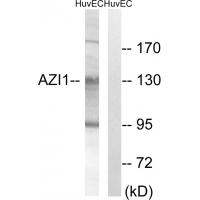 Anti-AZI1 Antibody