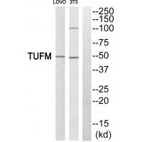 Anti-TUFM Antibody