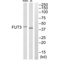 Anti-FUT3 Antibody
