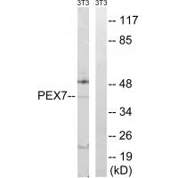 Anti-PEX7 Antibody