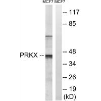 Anti-PRKX Antibody