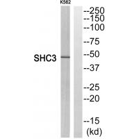 Anti-SHC3 Antibody