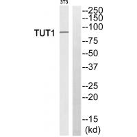 Anti-TUT1 Antibody