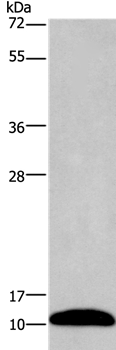 Anti-PCP4 Antibody