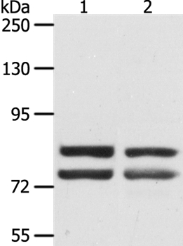 Anti-DDX4 Antibody