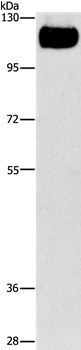 Anti-TLR4 Antibody