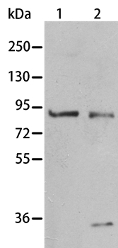 Anti-BAG3 Antibody