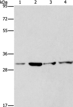 Anti-CDK2 Antibody