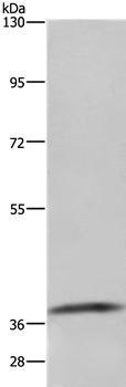Anti-GDF3 Antibody