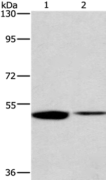 Anti-IRF6 Antibody