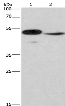 Anti-IRF9 Antibody