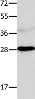 Anti-NTF4 Antibody