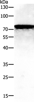 Anti-PAK7 Antibody