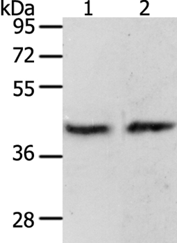 Anti-PAX8 Antibody