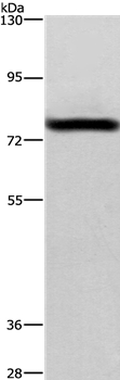 Anti-BAP1 Antibody