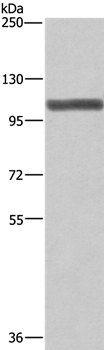 Anti-XPO1 Antibody