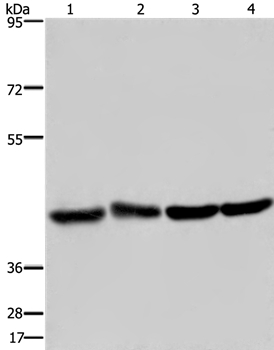 Anti-DRG1 Antibody