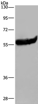 Anti-ESR2 Antibody