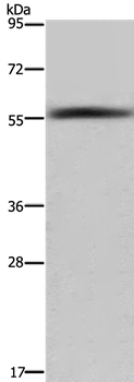 Anti-FAR2 Antibody