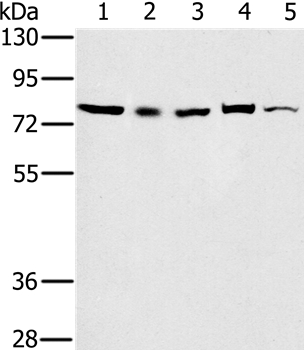 Anti-TAB3 Antibody