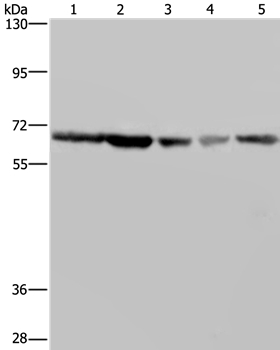 Anti-GNL3 Antibody