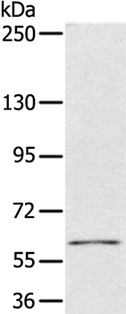 Anti-PDP1 Antibody