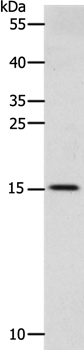 Anti-CST3 Antibody