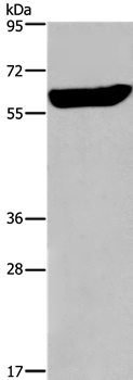 Anti-EGR4 Antibody