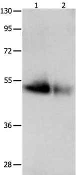 Anti-GDF6 Antibody