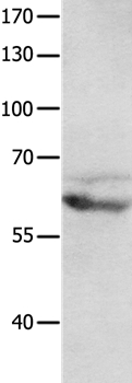 Anti-GRM8 Antibody