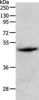 Anti-PGA4 Antibody