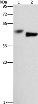 Anti-BCL3 Antibody