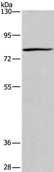 Anti-BCL6 Antibody