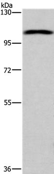 Anti-ANO1 Antibody