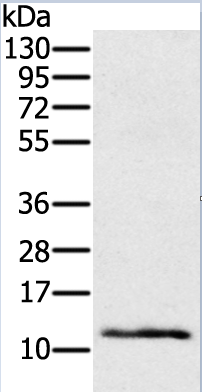 Anti-Ly6a Antibody
