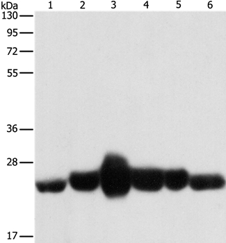 Anti-CAV1 Antibody