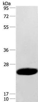 Anti-CAV3 Antibody