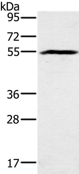 Anti-BMP6 Antibody