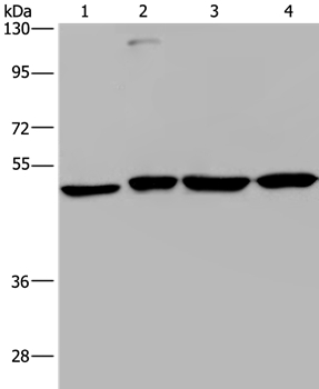 Anti-CCR6 Antibody