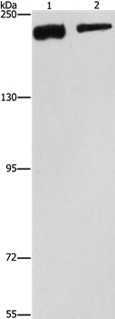 Anti-CLTC Antibody