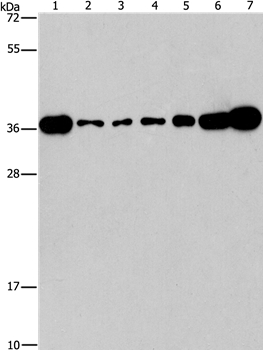 Anti-CRKL Antibody