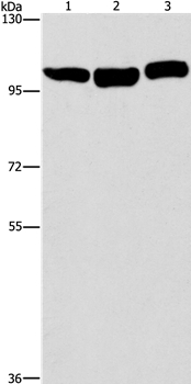 Anti-DNM2 Antibody