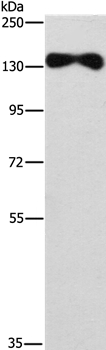 Anti-EVC2 Antibody
