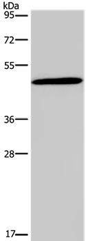 Anti-GCGR Antibody