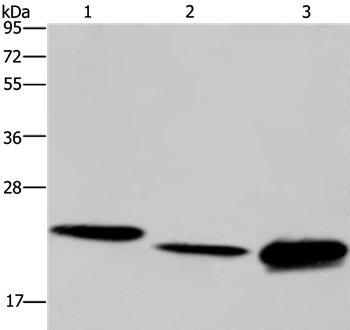Anti-IL19 Antibody