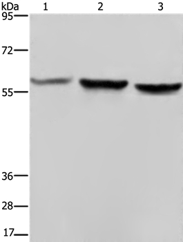 Anti-SYN2 Antibody
