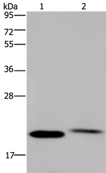 Anti-NRAS Antibody