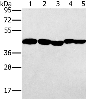 Anti-PON1 Antibody